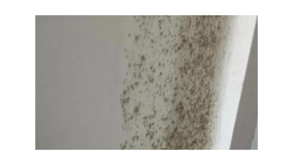 告别反复发霉！理清这两类涂料的本质，防霉才能一劳永逸